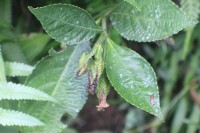 Strobilanthes thwaitesii T.Anderson